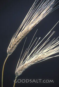 Wheat Closeup