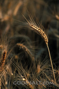 Wheat Stalk