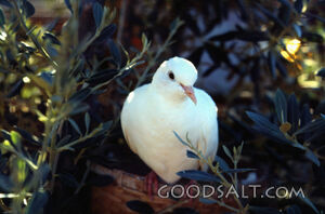 White Dove and Olive Branches