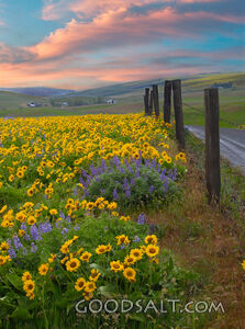 Wild Country Flowers
