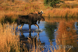WYOMING. Grand Teton National Park. Bull moose (Alces alces)
