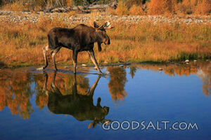 WYOMING. Grand Teton National Park. Bull moose (Alces alces)