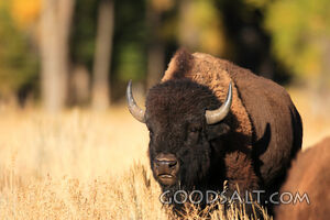 WYOMING. Teton National Park. American Bison (Bison bison) g