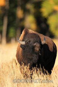 WYOMING. Teton National Park. American Bison (Bison bison) s