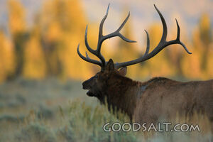 WYOMING. Teton National Park. Bull Elk (Cervus elaphus) bugl