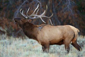 WYOMING. Teton National Park. Bull Elk (Cervus elaphus) bugl