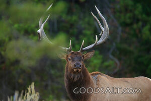 WYOMING. Teton National Park. Bull Elk (Cervus elaphus) in a