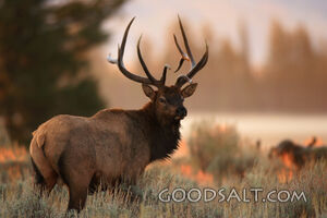 WYOMING. Teton National Park. Bull Elk (Cervus elaphus) in g