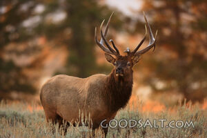 WYOMING. Teton National Park. Bull Elk (Cervus elaphus) in g