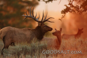 WYOMING. Teton National Park. Bull Elk (Cervus elaphus) with