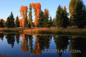 WYOMING. Teton National Park. Fall trees reflected on beaver