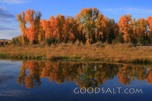 WYOMING. Teton National Park. Fall trees reflected on Snake 