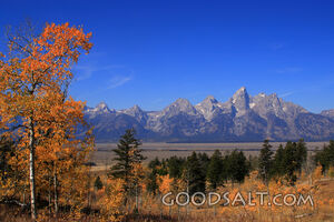 WYOMING. Teton National Park. Golden aspens framing Teton mo