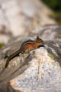 WYOMING. Teton National Park. Least Chipmunk (Tamias minimus
