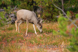 WYOMING. Teton National Park. Mule deer (Odocoileus hemionus