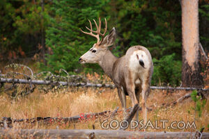 WYOMING. Teton National Park. Mule deer (Odocoileus hemionus