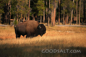 WYOMING. Yellowstone National Park. American Bison (Bison bi