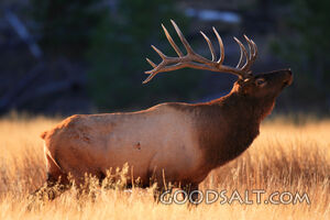 WYOMING. Yellowstone National Park. Bull Elk (Cervus elaphus