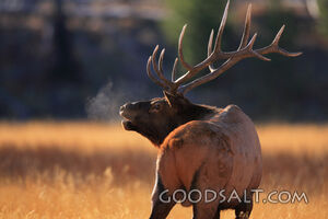 WYOMING. Yellowstone National Park. Bull Elk (Cervus elaphus