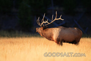 WYOMING. Yellowstone National Park. Bull Elk (Cervus elaphus