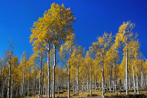 Yellow Aspens and Blue Sky