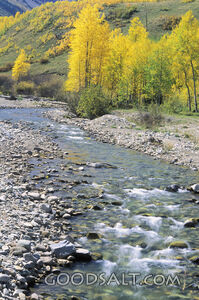 Yellow Fall Trees and Creek