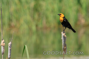 Yellow Headed Blackbird