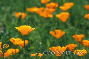Yellow Poppies Meadow